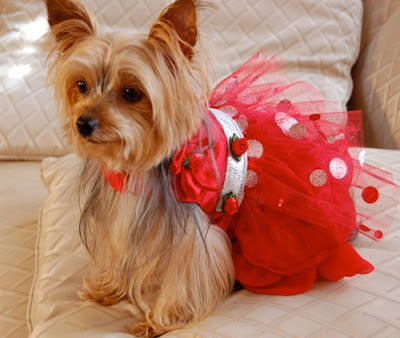 Crimson Princess Red Dog Party Dress Crimson Princess Red Dog Party Dress