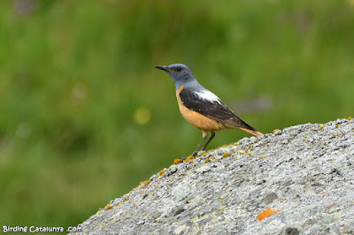 Mascle de merla roquera (Monticola saxatilis)