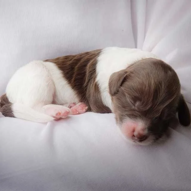 How to Make Puppy Milk Replacer