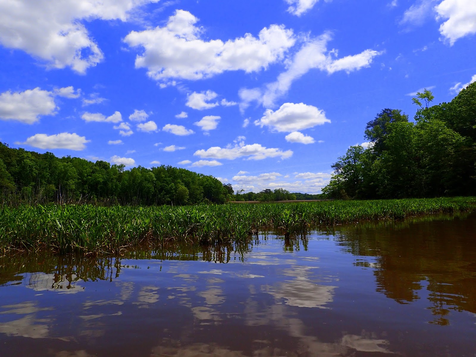 MidAtlantic DayTrips Kayaking the Nanjemoy