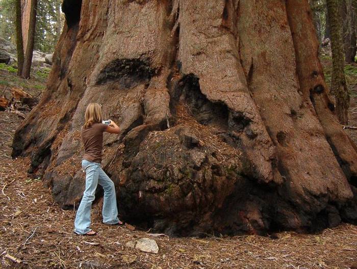 Chingum — Discover Curiosities The Largest Tree on our