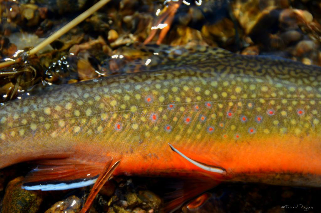 Fly Fish Addiction Fall Brook Trout Fishing Colors
