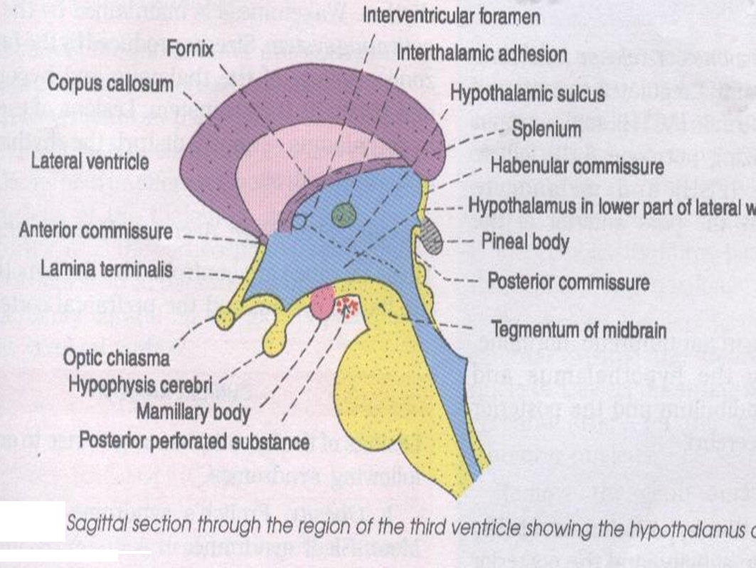 Anatomy of the Brain Stem Geoffrey E. Reed life