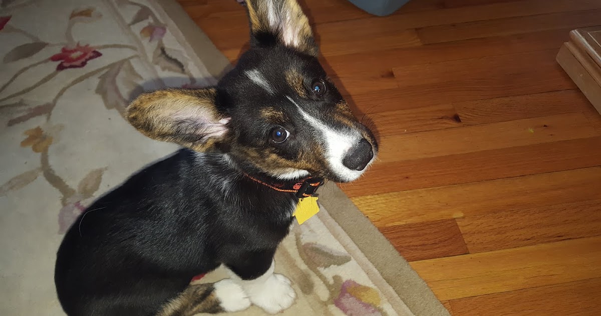 Big Ears Kennel Grow ! Grow ! Grow