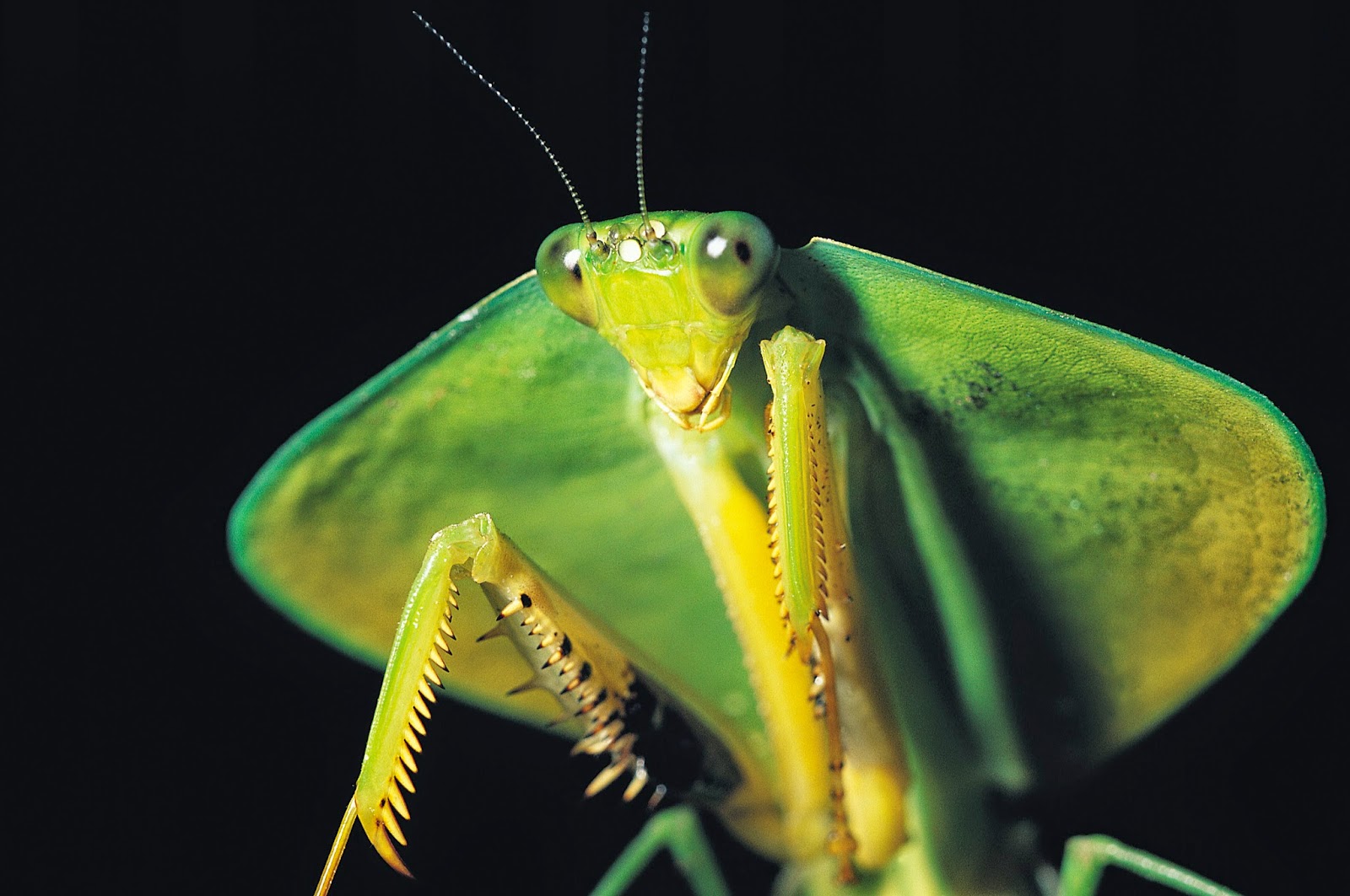 Окраска богомолов. Богомол Мантис(бабочка). Богомол обыкновенный (Mantis religiosa). Мадагаскарский богомол. Богомол обыкновенный желтый.