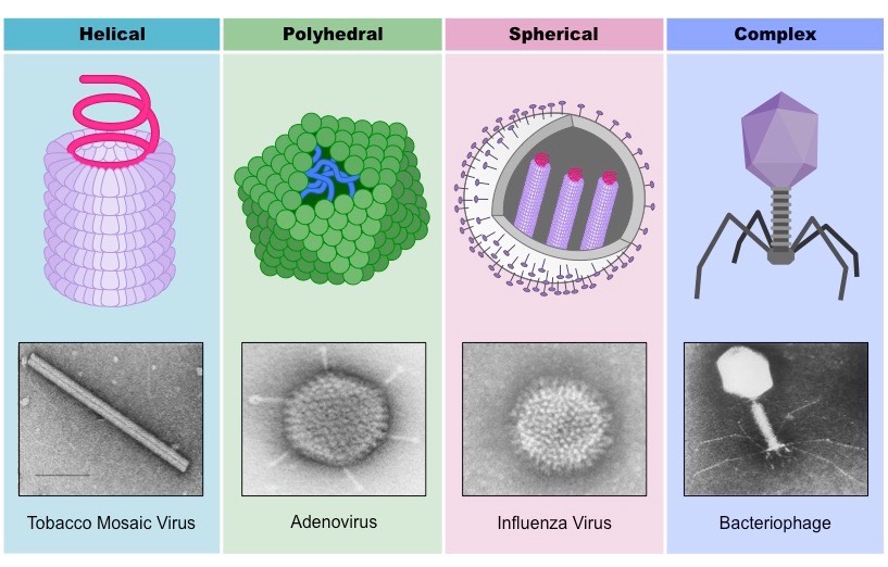 Pengertian Virus, Struktur Tubuh, dan Replikasi Virus