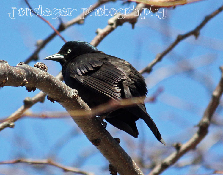 Northern Illinois Birder Northern Illinois Winter Birds