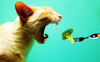 Human feeding Cat Broccoli