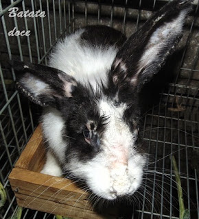 Doenças dos coelhos