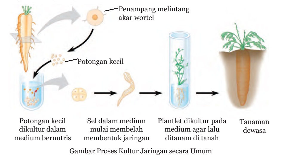 Teknologi reproduksi pada tumbuhan yang dapat dilakukan adalah