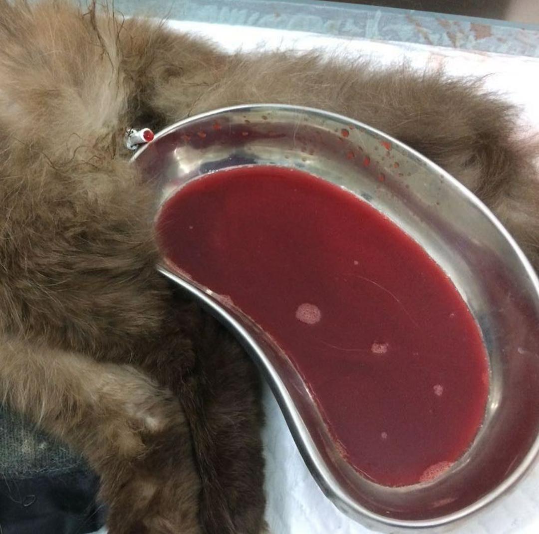 Klinik Hewan Bogor Drh Anastasia Narani Feline Lower Urinary Tract Disease