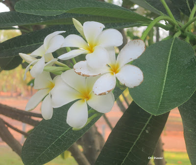 Plumeria, frangipani