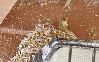Where do House Finches like to nest? - What birds are in my backyard?