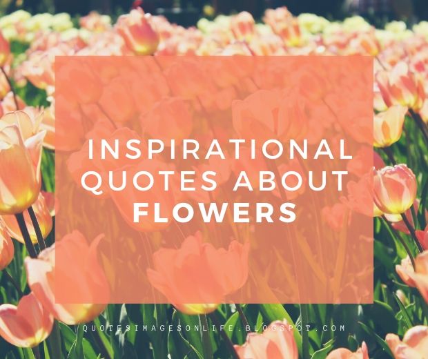 70+ Inspirational Quotes about Flowers with Images Life, Love