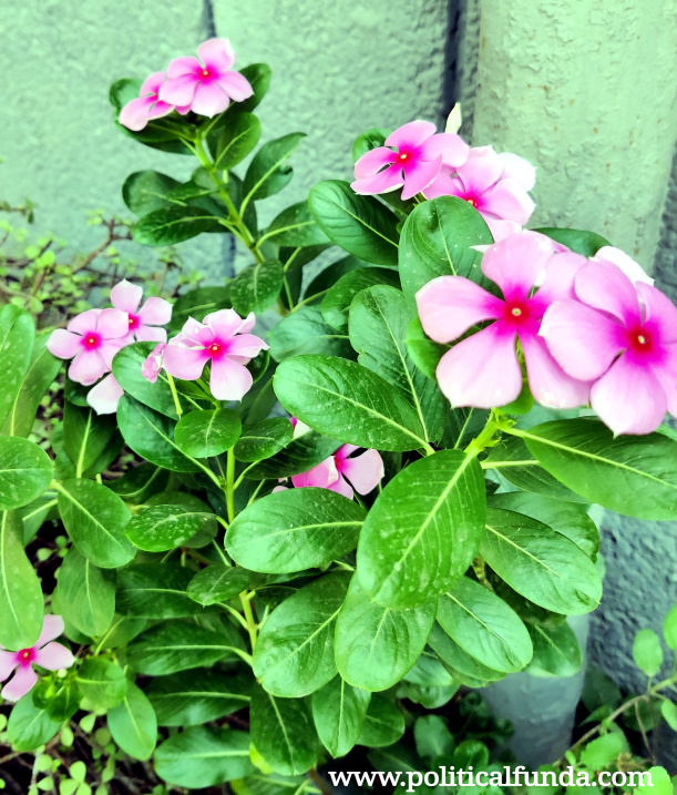 Sadabahar (Madagascar Periwinkle) Medicinal uses & Benefits