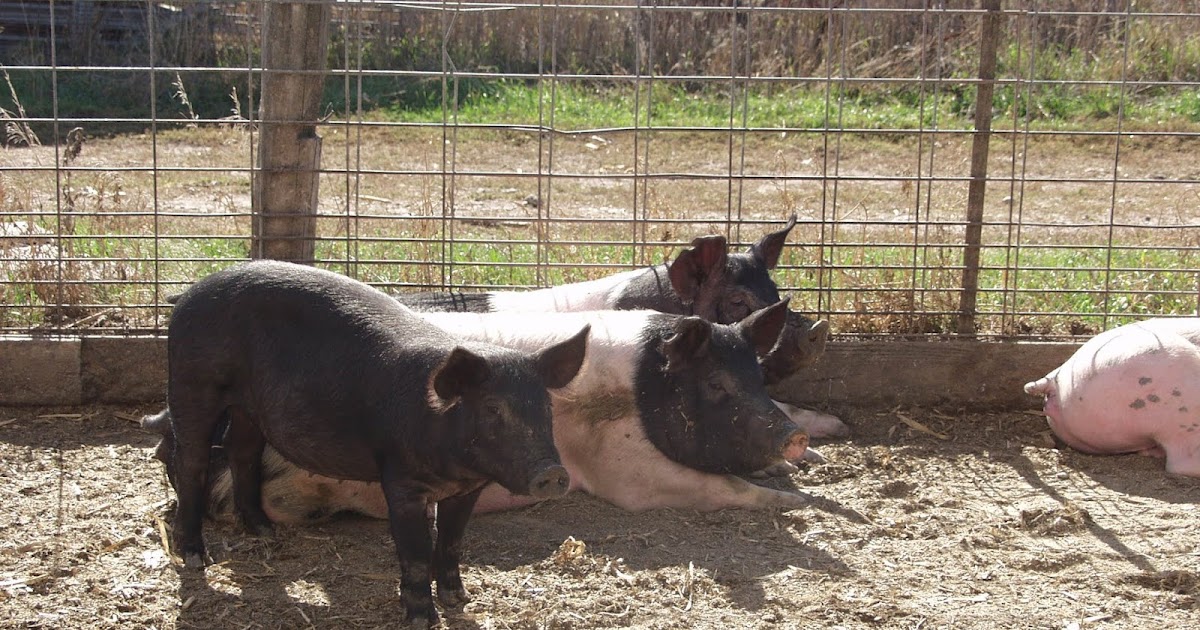 COVID19 Impacts Managing Market Hogs Destined for Local Meat Lockers
