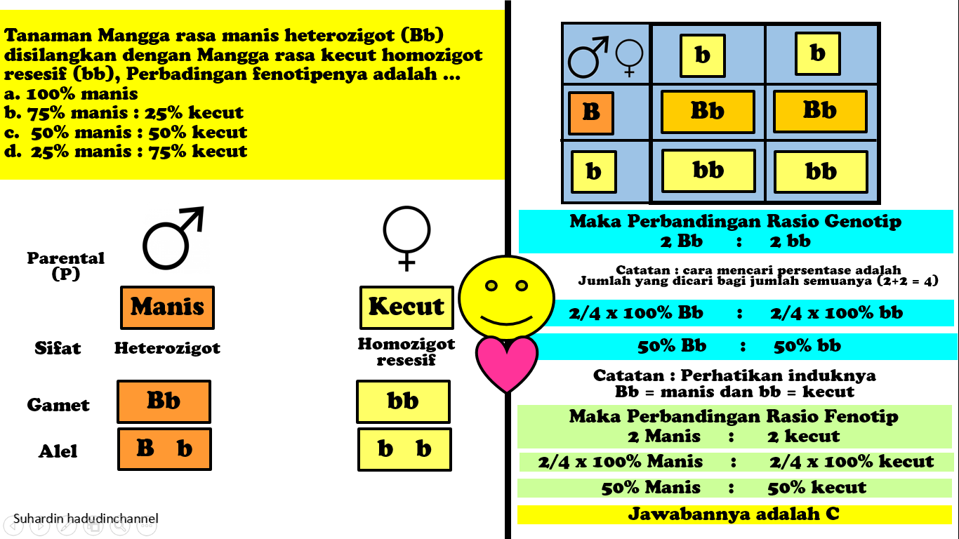 Kreativitasku PERSILANGAN MONOHIBRID INTERMEDIET