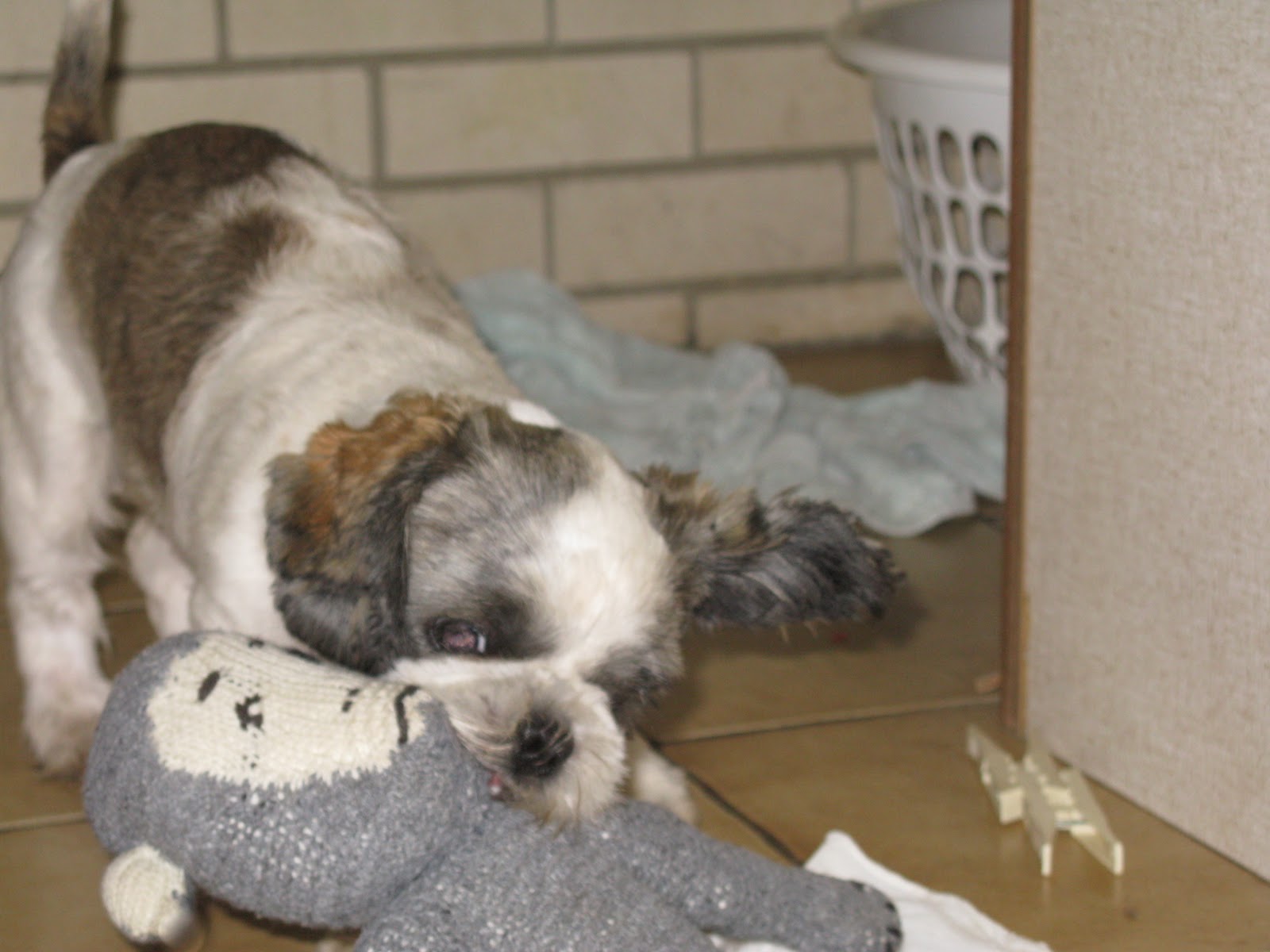 Tarry Home Tzus the home of the Chinese Chrysanthemum Dog Kuri,the