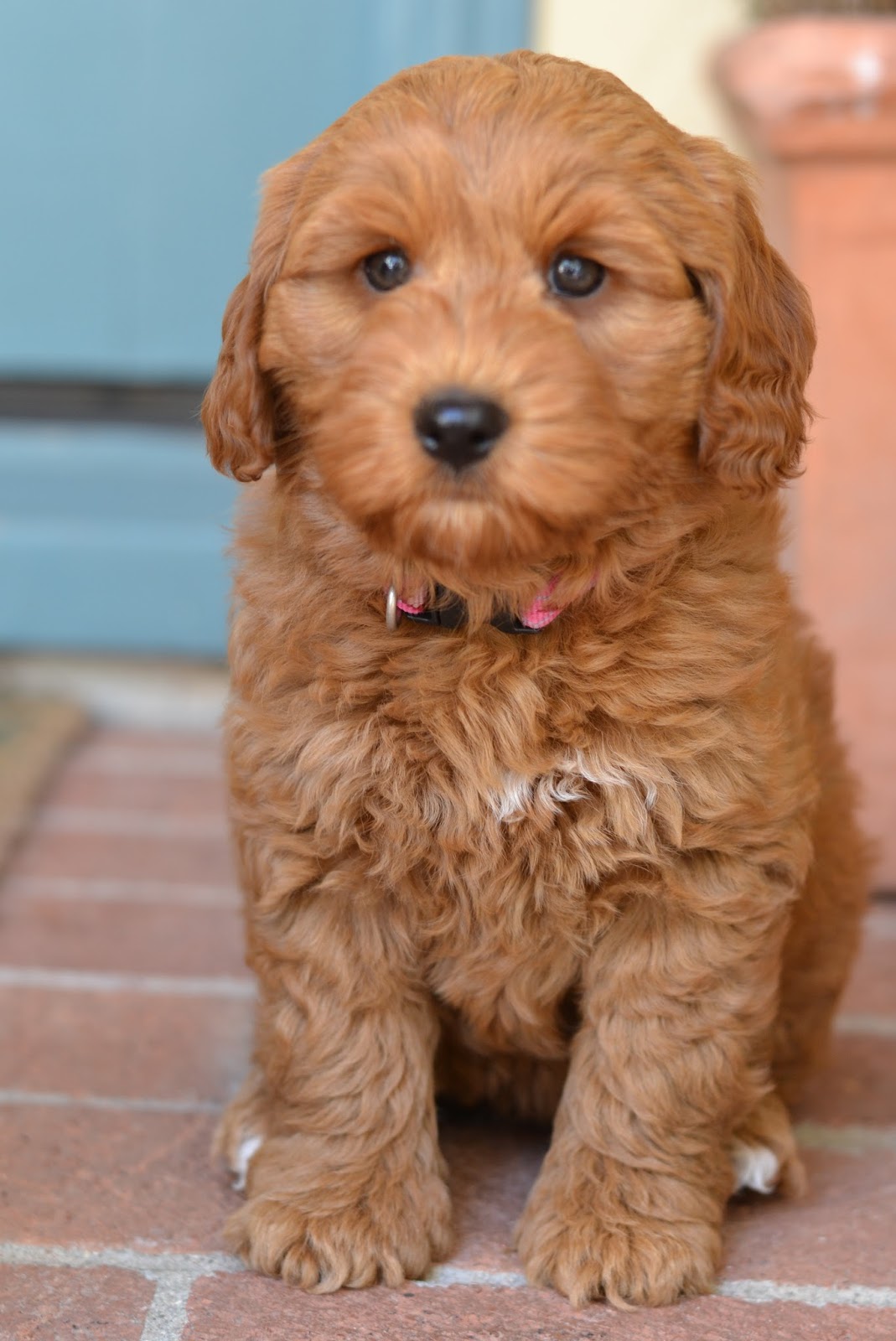 Golden Gate Labradoodles Authentic Australian Labradoodles Vixen's