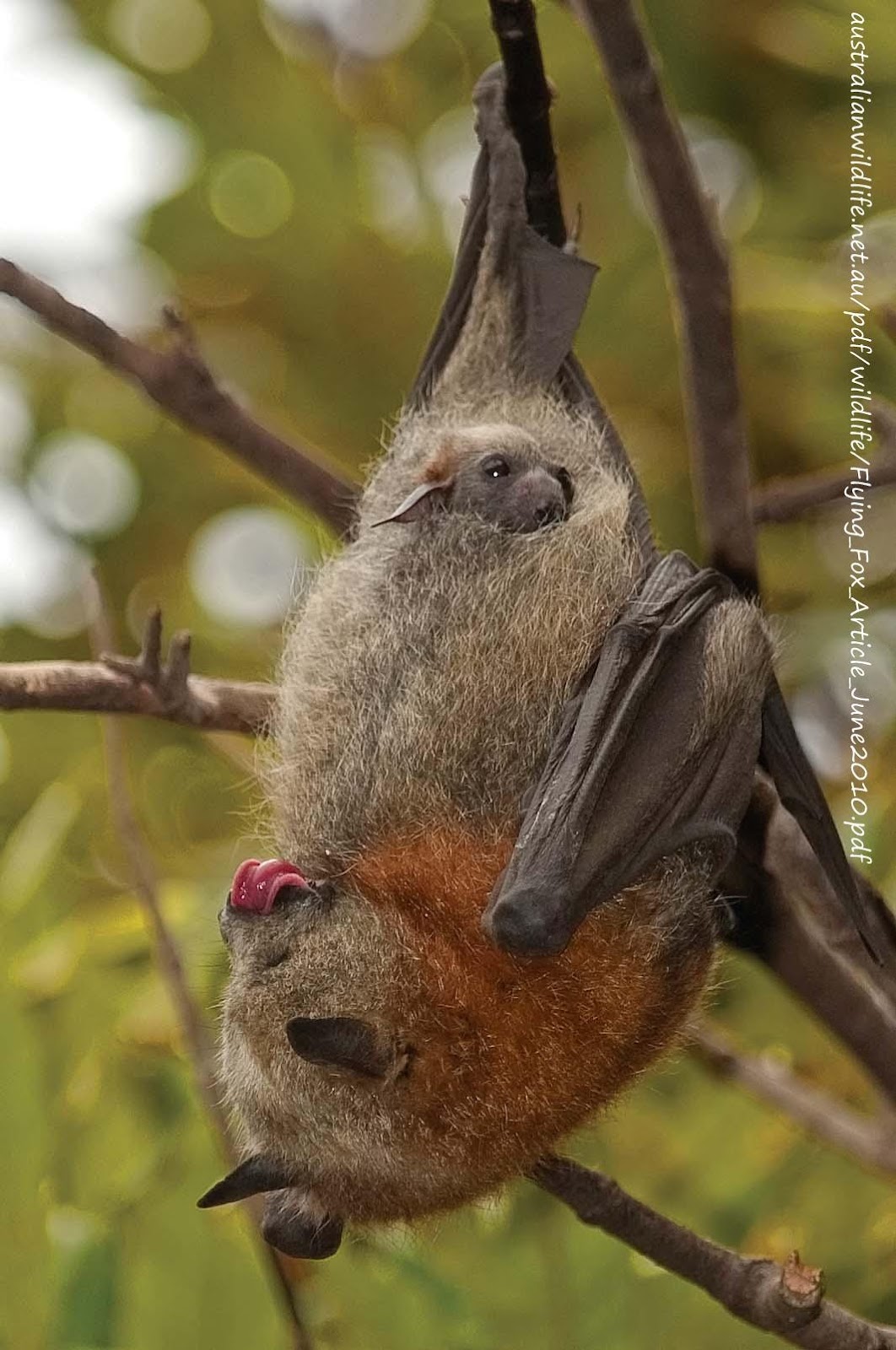 Megabat, Flying-fox, Fruit Bat Article - australianwildlife.net.au