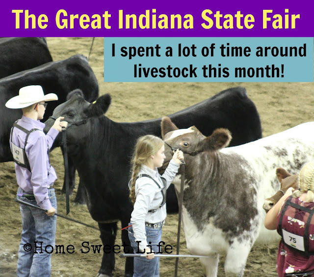 cattle barn, Indiana State Fair, newspaper writing, summer fun