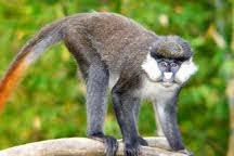 Cercopithecus ascanius