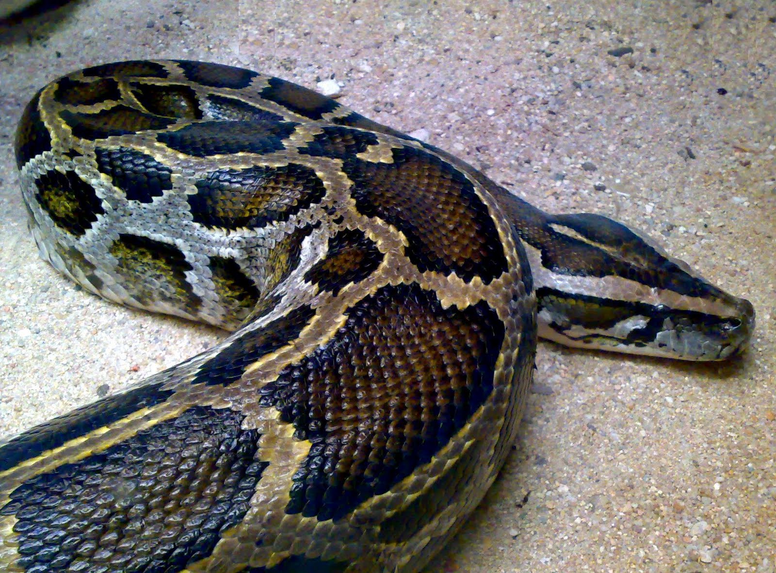 serpientes venenosas Una llamada a la precaución con las grandes