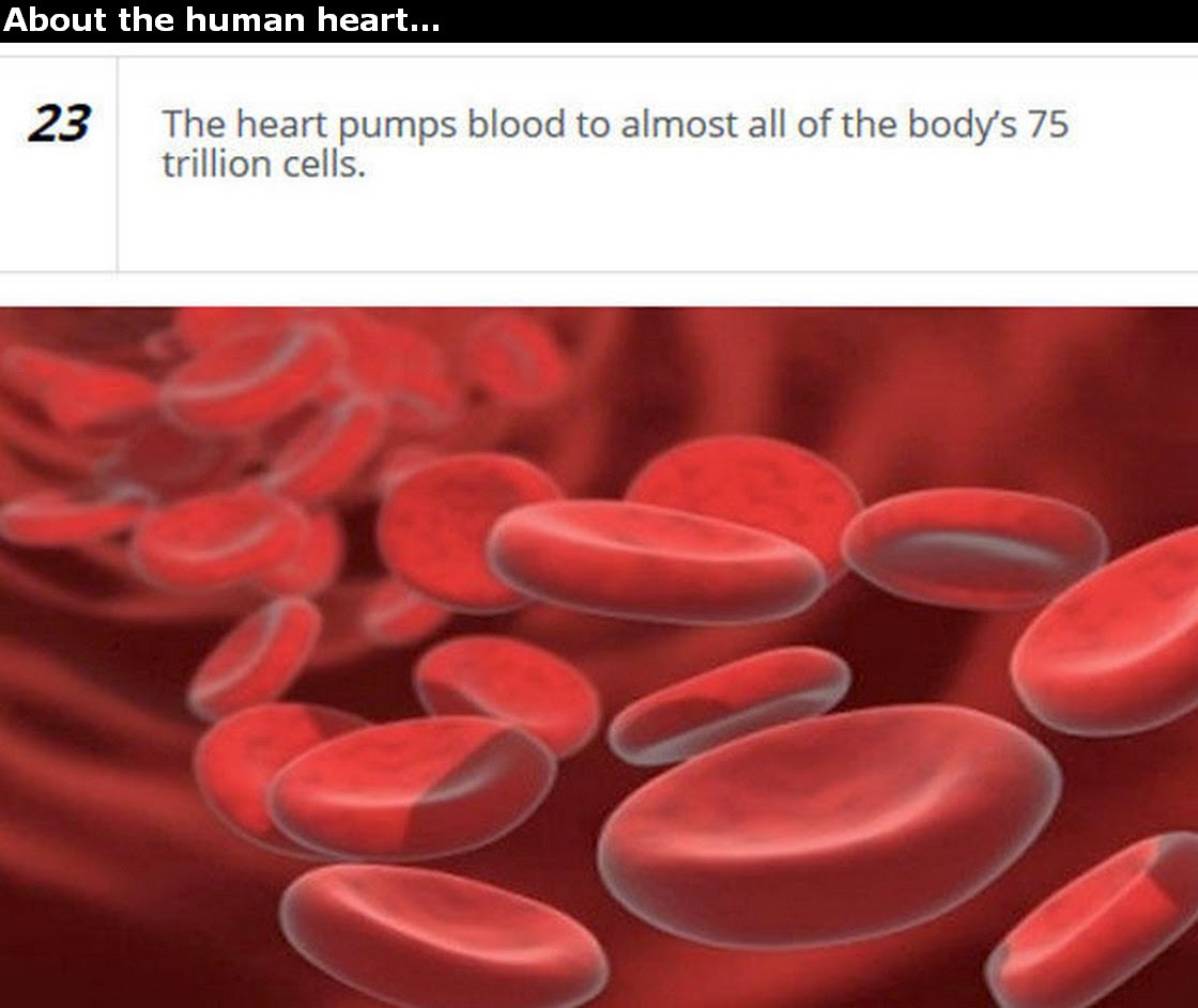 Chuck's Fun Page 2 Human Heart trivia 25 images