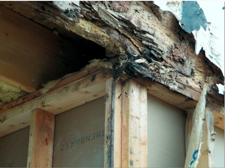 Green Risks Water Damage Wood Rot
