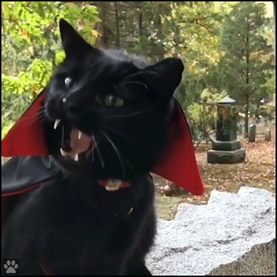 Funny Cat GIF • Halloween is coming. 'Monk' the black vampurr with his red cape is roaring. He needs fresh blood... Funny Cat GIF • Halloween is coming. 'Monk' the black vampurr with his red cape is roaring. He needs fresh blood...