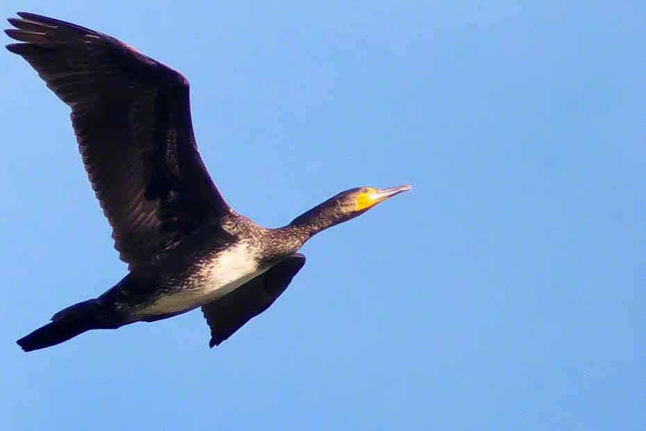 Ryukyu Life Great Cormorant Flying Over Kin Town, Okinawa