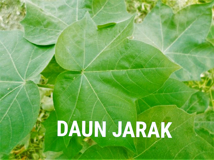 daun jarak kim gundih sejahtera daun jarak kim gundih sejahtera