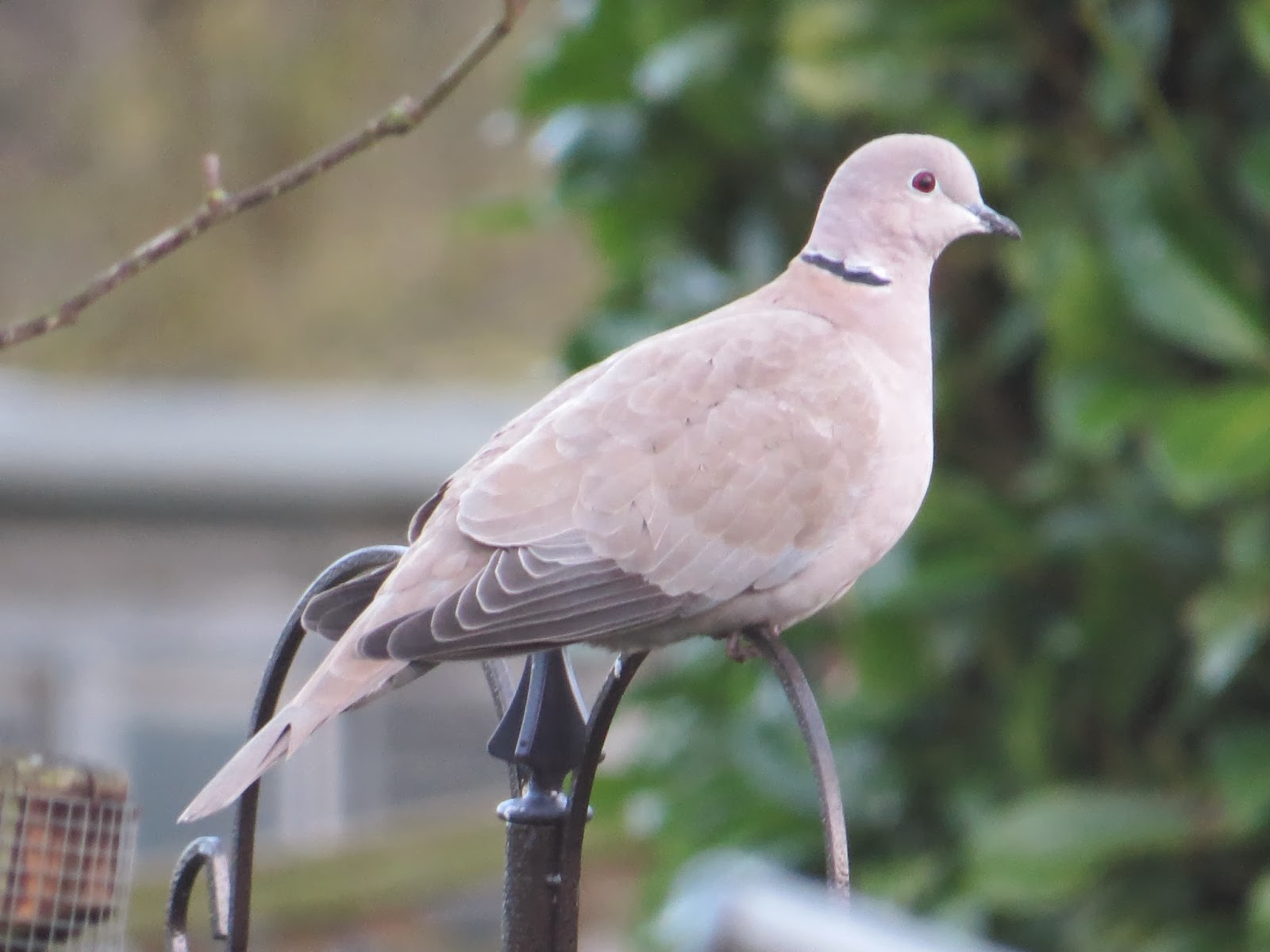 Appleton Wildlife Diary A Raven and two new birds on the feeder