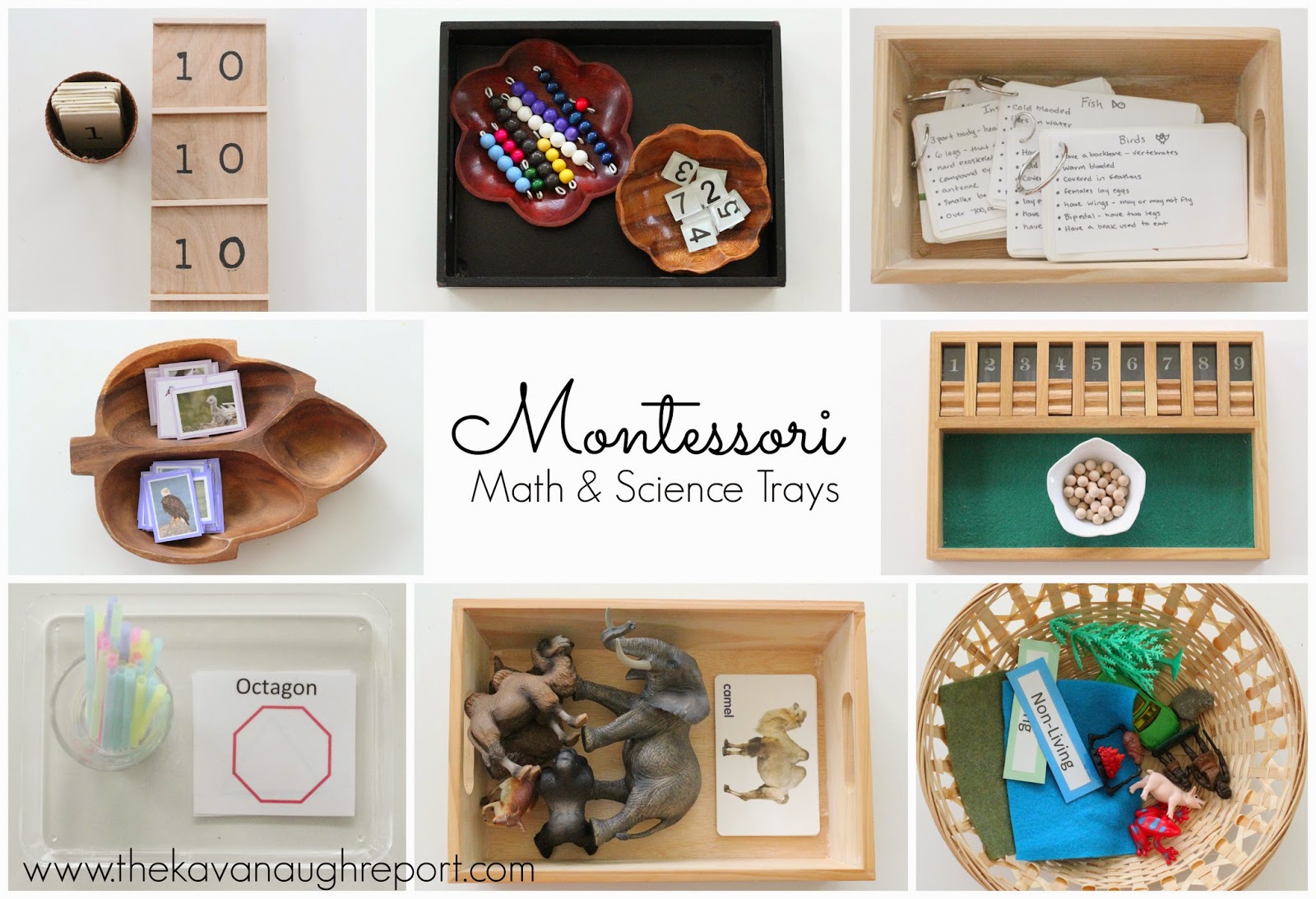 Teen board. Montessori classification Card.