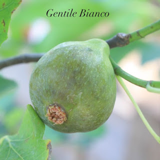 PIANTA DA FRUTTO FICO PANACHE' In Vaso 20 Età 2/3 Anni (foto Reali - Foto 9