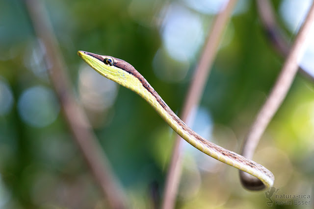 Oxybelis aeneus - Brown Vine Snake