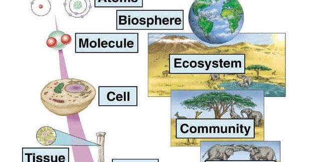 Organisasi Kehidupan