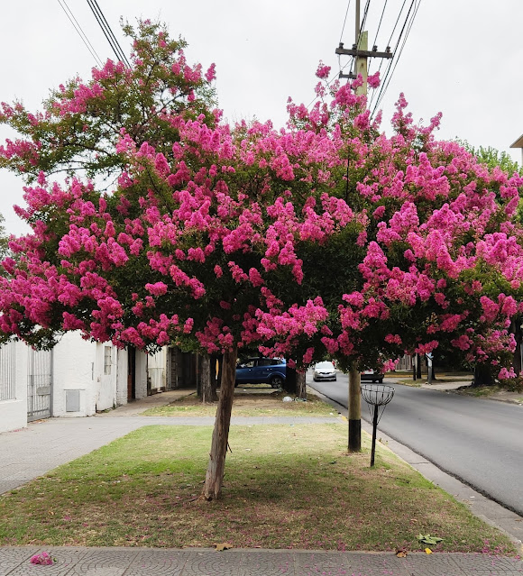 Crespon, espumilla, lila japonesa o árbol de Júpiter