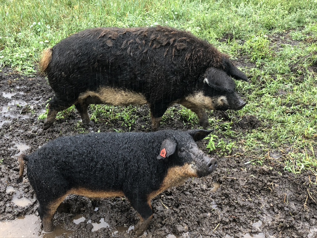 The Passionate Foodie Vermont Raised Mangalitsa Pigs Bring On The Lard