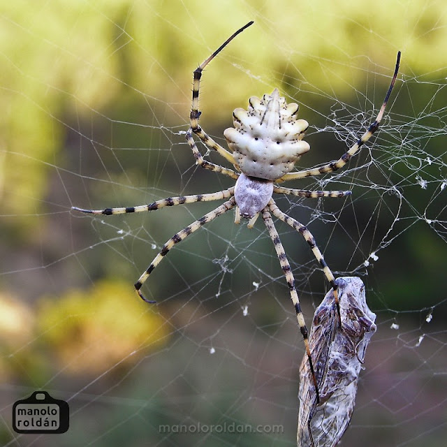 La senda de los gamusinös: Argiope lobata