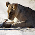 Δαυίδ εναντίον  Γολιάθ-Μικροσκοπική γάτα ανάμεσα στα λιοντάρια.