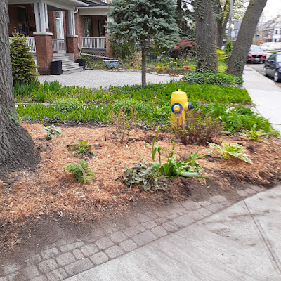 High Park North Spring Cleanup and Makeover After by Paul Jung Gardening Services--a Toronto Gardening Company High Park North Spring Cleanup and Makeover After by Paul Jung Gardening Services--a Toronto Gardening Company