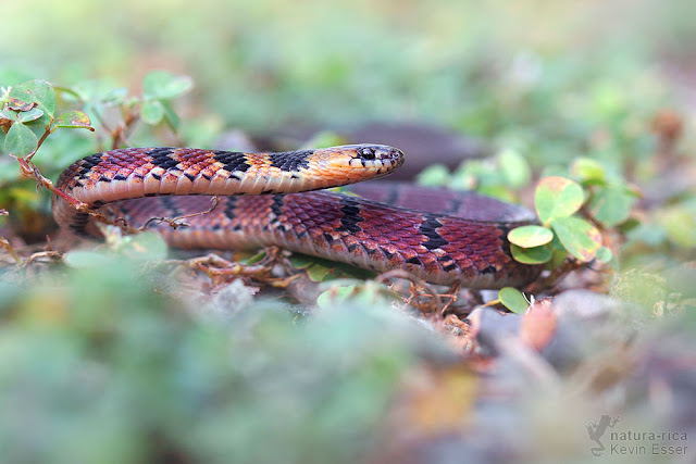 Ninia maculata - Spotted Coffee Snake