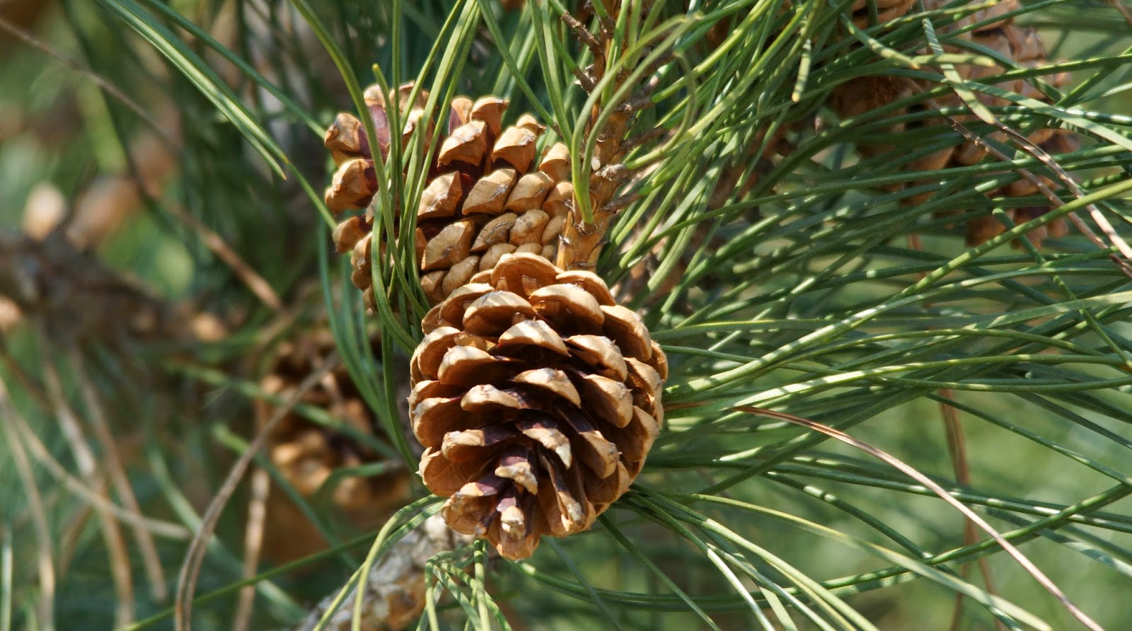 Henk Kruit, Fotografie Lente, en de Dennenappels knallen open!