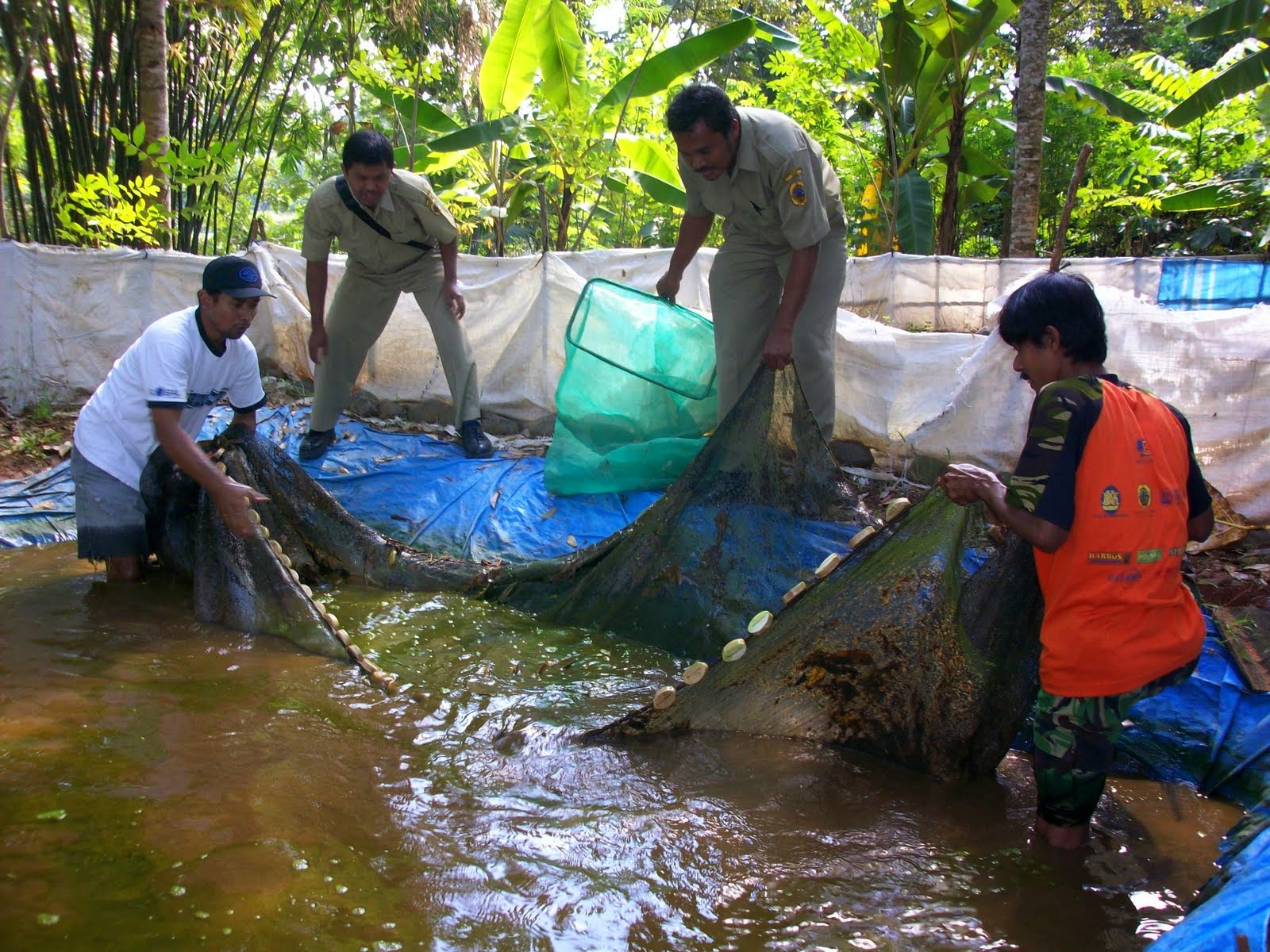 Cara Mudah Budidaya Lele Di Kolam Terpal Petani TOP