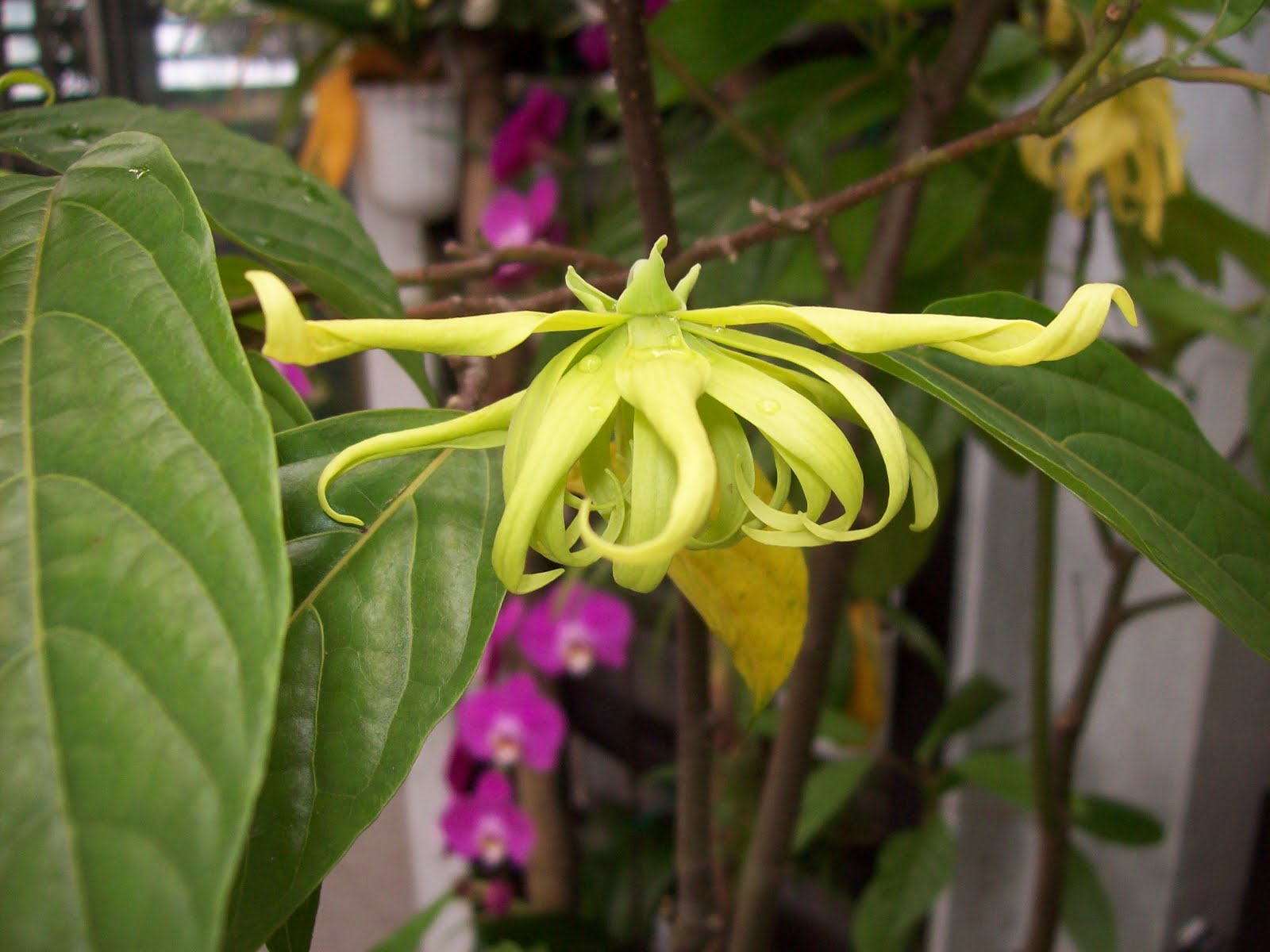 gardentropics Flowers for Today Hong Kong Flowers