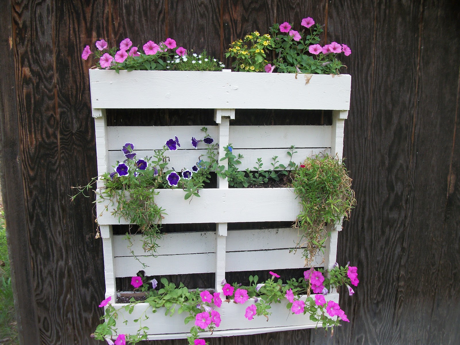 Yadkin Yard Yacking: Updates on Pineapple Plant, Pallet Planter, and ...