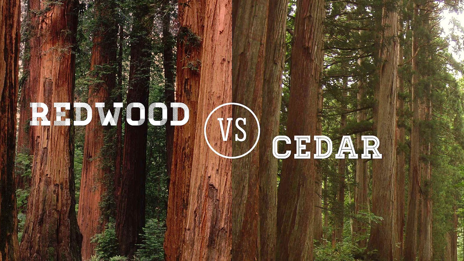 Redwood Vs Cedar Fence Fence Choices