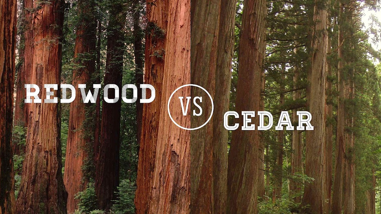 Redwood Vs Cedar Fence Fence Choices