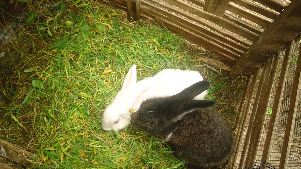 Cara Mengawinkan Kelinci Supaya Cepat Beranak